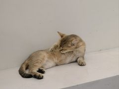 -共舞时光猫咖·狗咖(新街口店)