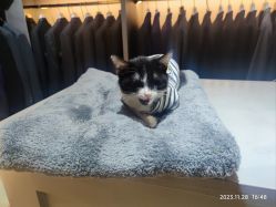 -ChenV西服礼服高级定制(市区养育巷店)