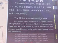 -千年银杏谷文化旅游区