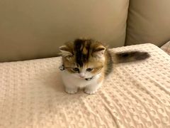 -翊宠yipet猫狗购宠庄园犬舍•猫舍