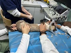 -达爱动物医院·犬猫分区·CT·复杂眼科(远洋山水分院)