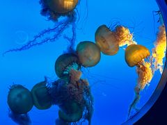 -太平洋海底世界