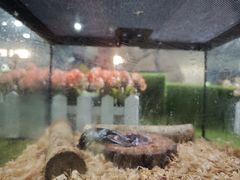 -上海昆虫博物馆