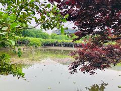 -嘉定紫藤园