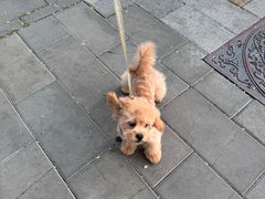 -FAELING PETS美天灵宠物(富力广场店)
