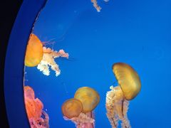 -太平洋海底世界