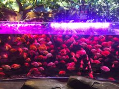 -梦幻海洋王国(吾悦广场张家港店)