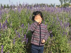 -北京东方普罗旺斯薰衣草庄园