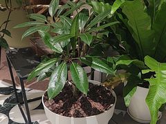 -一尺花园(安和花园店)