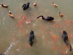 -泉州海丝野生动物世界