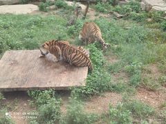 -大连森林动物园