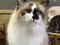 -豆逗聊愈猫阁Easy Life