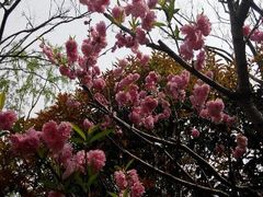 android_upload_pic-南汇桃花村
