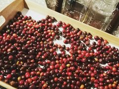 -sugarman espresso素饮糖人高新咖啡工厂