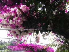 -南诏风情岛