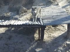 android_upload_pic-石家庄市动物园