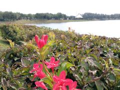 -丁香湖公园