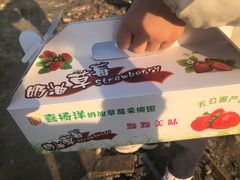 -喜杨洋草莓采摘园