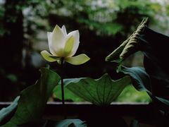 -杭州植物园