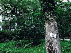 -香港大学