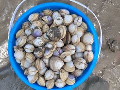 -启东黄金海滩景区