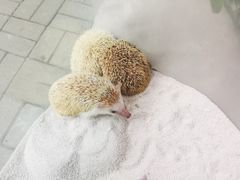 -广州长隆飞鸟乐园