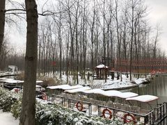 -合肥滨湖国家森林公园