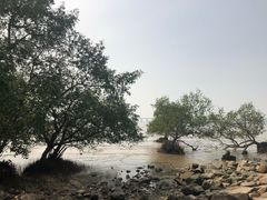 -宝安西湾红树林湿地公园