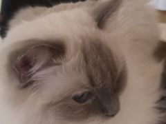 -猫和宫(六道口店)