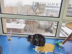 -鼓捣猫呢主题猫咖店