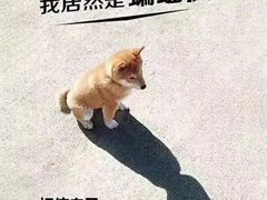 -CoCo都可(八达商城店)