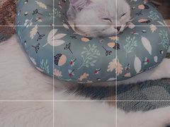 -喵屿·大理花园猫咖