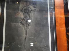 -志强陨石馆(双季花艺店)