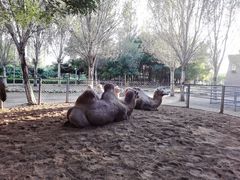 -长白岛森林公园