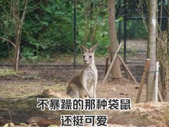 -红山森林动物园