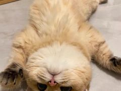 -猫十亿·布偶金渐层·曼基康矮脚猫舍(青年路店)