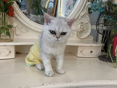 -共舞时光猫咖·狗咖(新街口店)