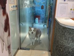 -瑞派申生动物医院·24H夜诊·国际动物医疗中心·骨外科(吴中路店)