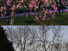 -大兴滨河森林公园