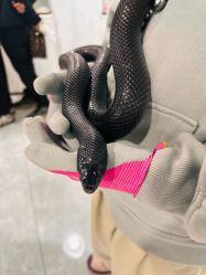 -神奇动物撸宠馆·羊驼·小浣熊·异宠(豫园店)