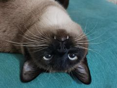 -米苏动物医院·犬猫专科·骨科外科内窥镜
