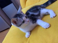 -翊宠yipet猫狗购宠庄园犬舍•猫舍