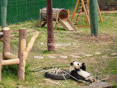 -沈阳森林动物园