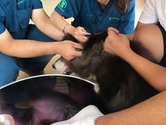 -瑞派雷欧宠物医院·中兽医·眼科·急重症转诊中心(黄台店)