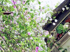 -深圳国际园林花卉博览园