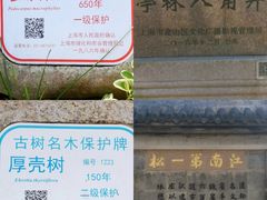 -亭林公园