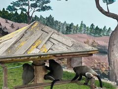 -西霞口神雕山野生动物世界