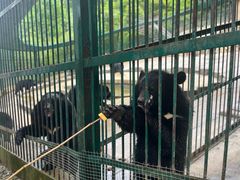 -栾川竹海野生动物园