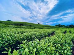 -帐篷客·溪龙茶谷度假酒店