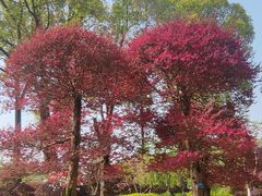 -南山植物园